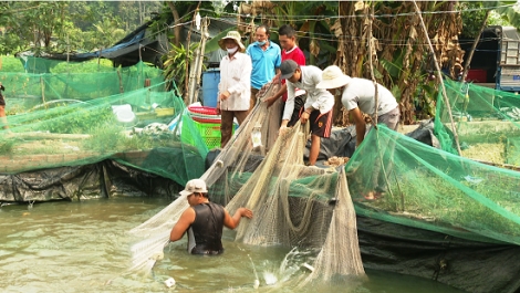 Giá cá lóc đen tăng mạnh trở lại