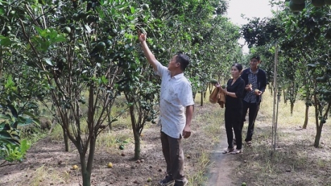 Phước Đông: Nông dân mạnh dạn chuyển đổi cơ cấu cây trồng