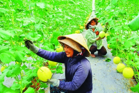 Khi nông dân quyết tâm làm ra sản phẩm sạch