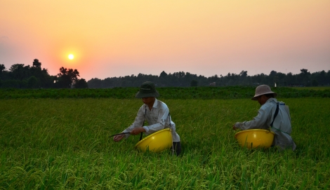 Những ngày lạnh…