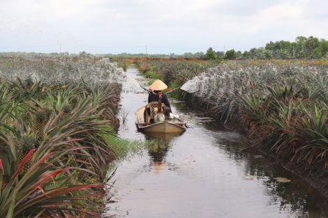 Dự kiến chuyển đổi cơ cấu cây trồng gần 11.500 ha