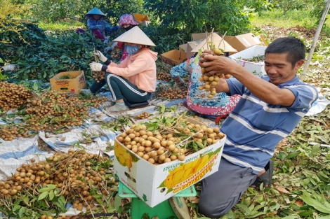 Nhiều hướng đi để nâng cao giá trị cây nhãn