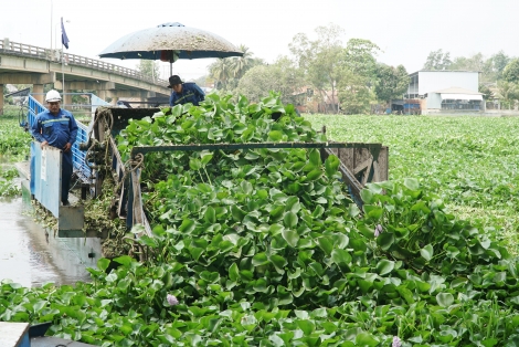 Tăng cường xử lý lục bình trên sông Vàm Cỏ Đông