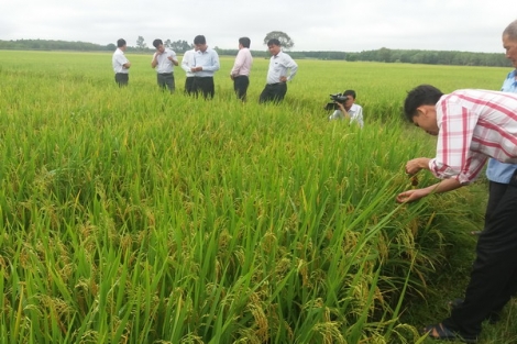 Nông dân phấn khởi vì trúng mùa, được giá