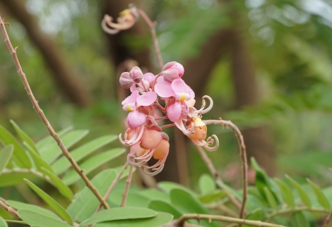 “Hoa anh đào miền Tây” khoe sắc ở Tây Ninh