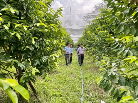 Lộc Ninh: Ra mắt Tổ hợp tác trồng mãng cầu xiêm hoa vàng