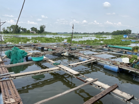 Sông Vàm Cỏ Đông tiếp tục ô nhiễm