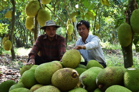 Để cây mít mang lại hiệu quả lâu dài