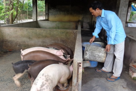 Thức ăn chăn nuôi tăng giá, nông dân "điêu đứng