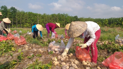 Trồng xen canh củ đậu trong vườn cây ăn trái mang lại hiệu quả kinh tế cao