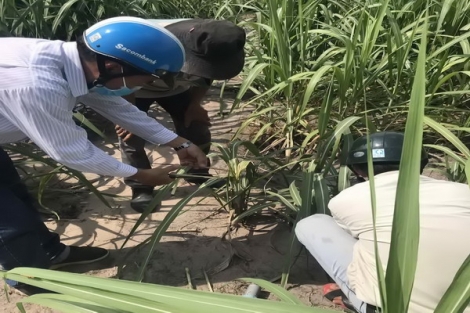 Phòng, chống sâu bệnh hại mía vùng nguyên liệu TTC Sugar