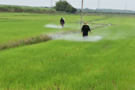 Cần tăng cường kiểm tra việc buôn bán, sử dụng thuốc bảo vệ thực vật bị cấm