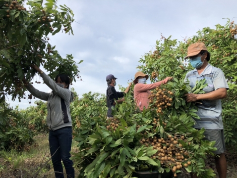 Hỗ trợ nông dân tiêu thụ hơn 2 tấn nhãn