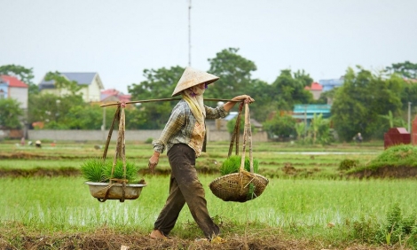 Quang gánh của nội