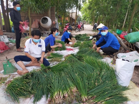 Hỗ trợ nông dân thu hoạch và tiêu thụ nông sản