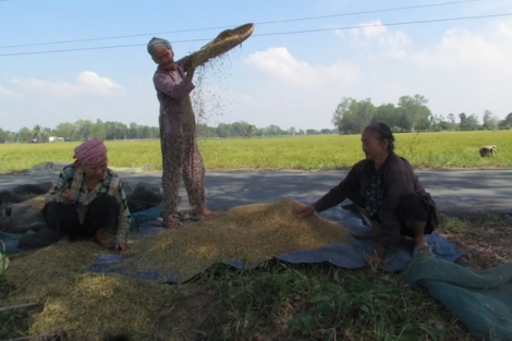 Từ bông lúa đến hạt gạo