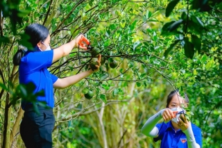 “Bình thường mới” ở nông thôn