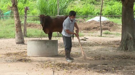 Bệnh viêm da nổi cục trên trâu bò: Vẫn còn nguy cơ lây lan cao