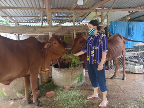 Tập huấn TOT kỹ thuật chăn nuôi và vỗ béo bò thịt