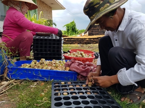 Phát triển giống mía mới trên vùng nguyên liệu mía TTC Sugar