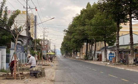 Tây Ninh dành hơn 8 tỷ 600 triệu đồng phát triển cây xanh trên các tuyến đường bộ ngoài đô thị