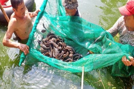 Cá chạch lấu “bén duyên” trên đất Tây Ninh