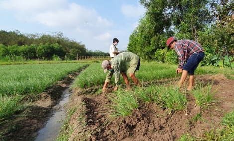 Nông dân phấn khởi mùa kiệu tết