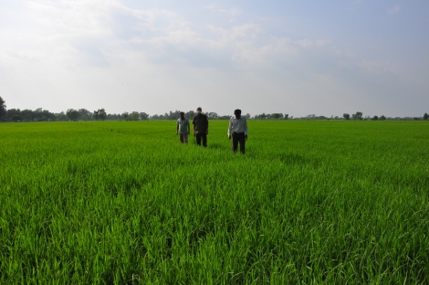 Bảo đảm đầu ra cho lúa