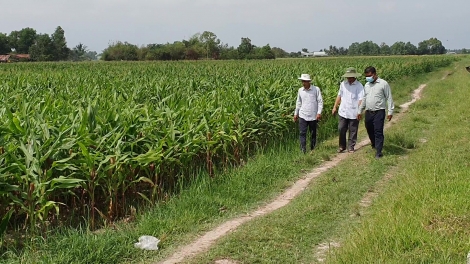 Bến Cầu: Mô hình chuyển đổi cây bắp trên nền đất lúa gắn với liên kết mang lại hiệu quả kinh tế cao