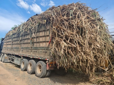 Kiên quyết xử lý xe chở mía quá khổ, quá tải