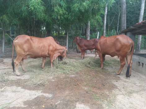 Gò Dầu triển khai thực hiện tháng tổng vệ sinh, khử trùng, tiêu độc môi trường phòng, chống dịch bệnh gia súc, gia cầm