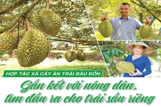 Sầu riêng Bàu Đồn trúng mùa, được giá