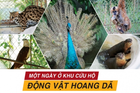 Một ngày ở Khu cứu hộ động vật hoang dã