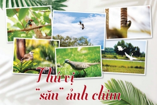 Thú vị “săn” ảnh chim