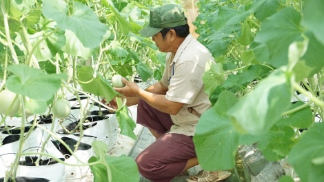 Kỳ 1: Nâng cao năng lực cạnh tranh sản xuất nông nghiệp