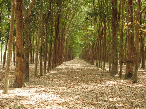 UBND tỉnh Tây Ninh: Đã giải quyết có lý, có tình trong việc thu hồi đất công ở xã Hưng Thuận