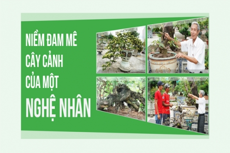 Niềm đam mê cây cảnh của một nghệ nhân