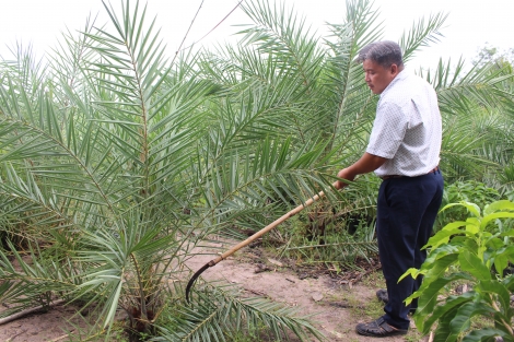 Triển vọng phát triển cây chà là kiểng tại xã Hảo Đước