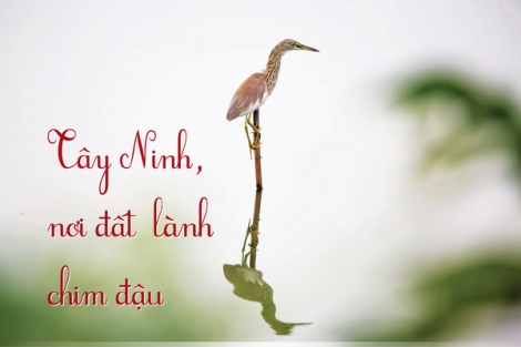 Tây Ninh, nơi đất lành chim đậu