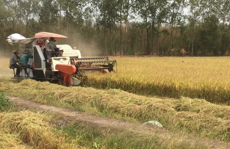 Vụ lúa Đông Xuân sớm, nông dân phấn khởi vì giá lúa tăng, giá phân bón giảm