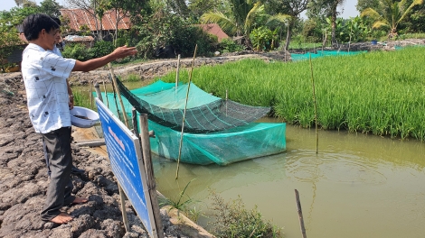 Nuôi cá trên ruộng lúa hiệu quả, nhưng vẫn lo