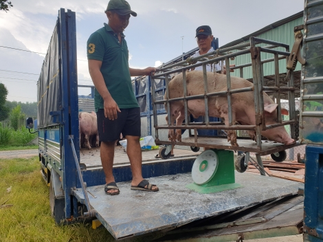 Giá heo hơi tăng, người chăn nuôi vẫn dè dặt tái đàn