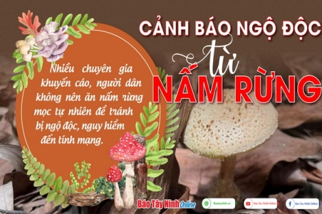 Cảnh báo ngộ độc từ nấm rừng