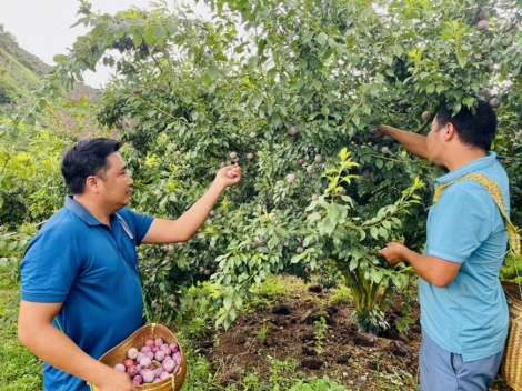 Mùa mận chín ở Phiêng Khoài