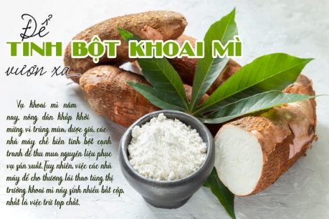 Để tinh bột khoai mì vươn xa