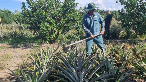 Mạnh dạn chuyển đổi cây trồng mang lại hiệu quả kinh tế cao