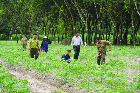 800 ha đất sẽ được trồng cây rừng