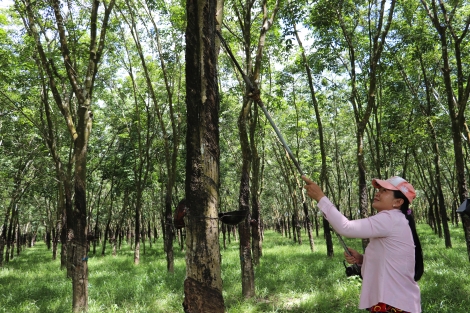 Giữ vững, nâng cao chất lượng các tiêu chí nông thôn mới, nông thôn mới nâng cao