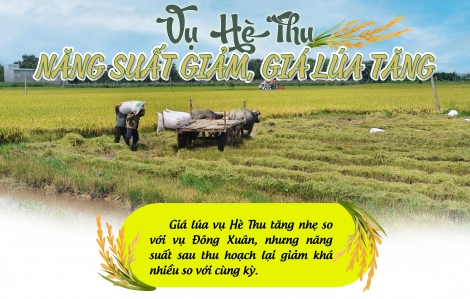 Vụ Hè Thu: Năng suất giảm, giá lúa tăng