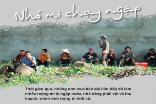 Nhổ mì chạy ngập